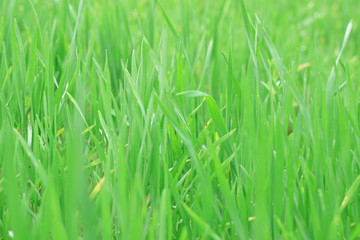 Fototapeta na wymiar Texture of grass