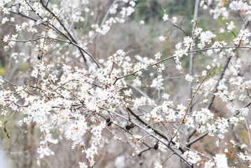 Sakura Flowers