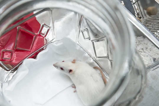 Experimental white rat is anesthetizing in the jar. The concept of inhalation of experimental rodent.