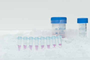 8 PCR tubes strip. Researcher prepares PCR reaction on Ice