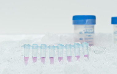 8 PCR tubes strip. Researcher prepares PCR reaction on Ice