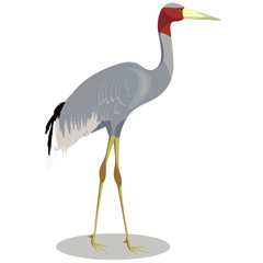 Sarus crane cartoon