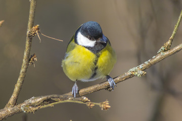 A large titmouse sits on a tree branch in the spring.