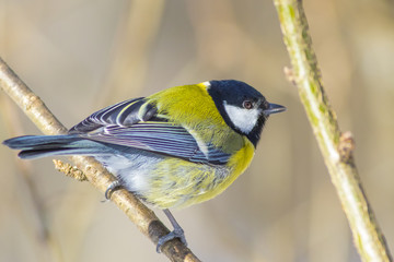 A large titmouse sits on a tree branch in the spring.