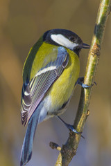 A large titmouse sits on a tree branch in the spring.