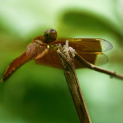 Dragonfly on the branch of tree close up. Macro of insect dragonfly. Bokeh background     
