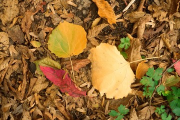 Abstract background with red and yellow autumn leaves