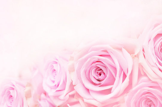 Fototapeta Summer blossoming delicate rose on blooming flowers festive background, pastel and soft bouquet floral card