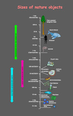 sizes and dimension of nature objects grey. educational vector infographic comparing the sizes of nature objects: The largest sequoia tree the Blue Whale Human Mouse Plant Mitochondria Bacterium.