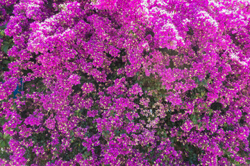 Lilac Bougainvillea flowers in Turkey