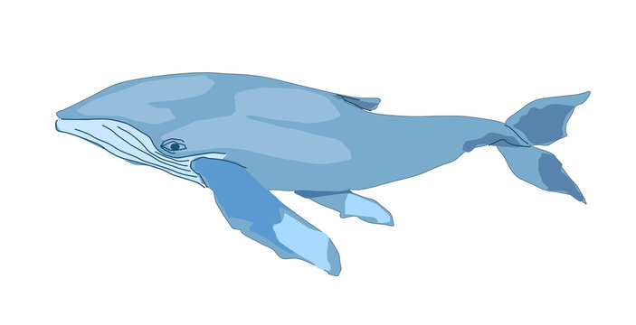 blue whale isolated on white backgrount. vector illustration