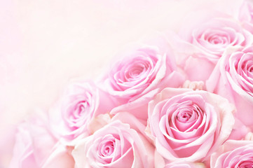 Summer blossoming delicate rose on blooming flowers festive background, pastel and soft bouquet...