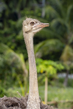 Beautiful portrait of big African ostrich in zoo , Thailand