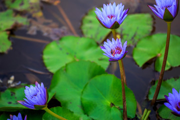 Transporter, Pollination on purple Lotus by bee, water lilly
