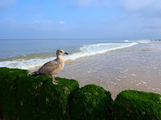 M&ouml;we sitzt auf Buhne am Strand von Sylt am Meer und beobachtet ihre Umgebung