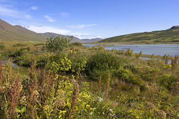 Landscape in the middle of Iceland with different plants