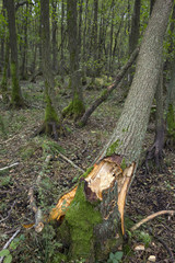 Fallen tree after a strong autumn storm in a forest