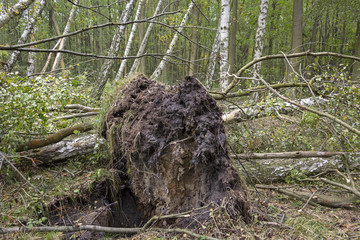 Fallen tree after a strong autumn storm in a forest