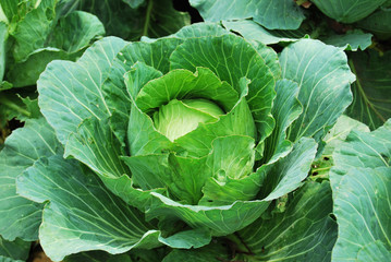Cabbages growing in the field