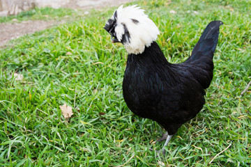 black sultan chiken