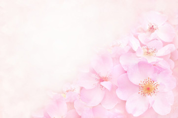 Fototapeta na wymiar Spring blossom or summer blossoming rose (rosehip), toned, bokeh flower background, pastel and soft floral card