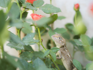 A lizard camouflaged on a tree to trap insects is a natural remedy