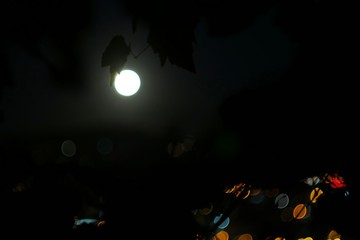 A grape leaf against the background of the moon in the night sky.