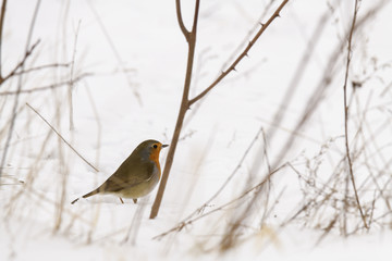 Ein Rotkelchen sucht im Schnee nach Futter