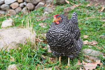 Plymouth Rock chicken