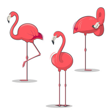 Set of pink flamingos bird in different poses. Tropical birds vector illustration