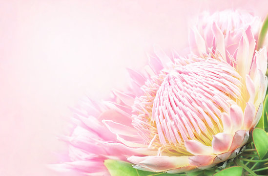 Summer blossoming delicate protea flowers festive background, pastel and soft bouquet floral card