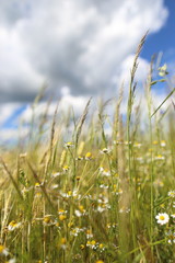 Blooming fields in summer