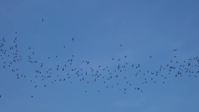 Bats flying with blue sky