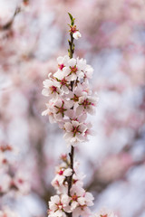 almonds flowers branch sky branches clouds background