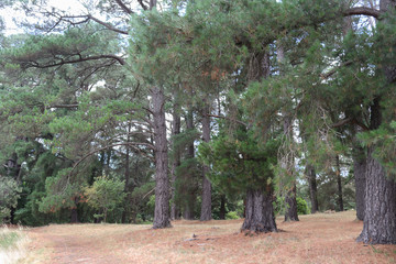 Fototapeta premium pine trees and dry pine needles on a forest floor