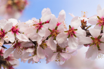 almonds flowers branch sky branches clouds background