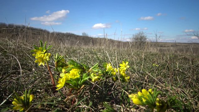 The Leontice (Gymnospermium odessanum) flowering iin the wild on the slopes of the Tiligul estuary, Red Book of Ukraine
