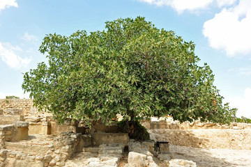 Fototapeta na wymiar fig tree