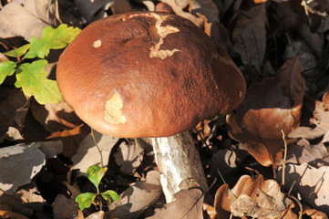 bolete mushroom