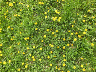 Green lawn with dandelion flowers. Springtime glade background