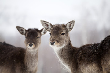 Naklejka na ściany i meble Deer in wintertime