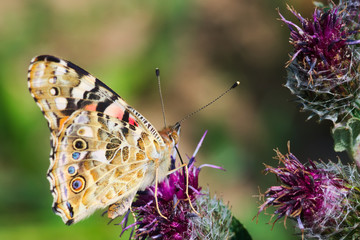 Distelfalter sitzt auf violetter Blüte einer Distel und saugt Nektar