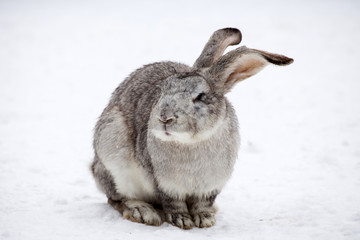 Rabbit in wintertime
