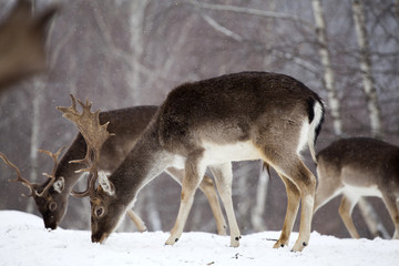 Deer in wintertime