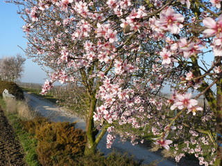 Mandelbaumblüte in den Weinbergen von Flörsheim-Dalsheim