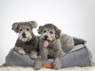 Pumi dog portrait. Image taken in a studio.