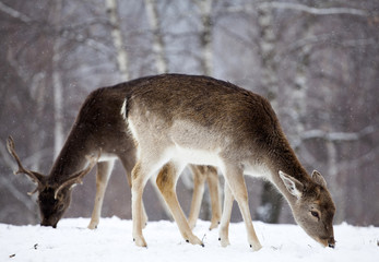 Deer in wintertime
