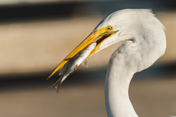 bird, egret, animal, heron, nature, wildlife, beak, feathers, great egret, avian, birds,portrait