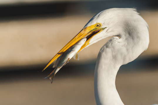 bird, egret, animal, heron, nature, wildlife, beak, feathers, great egret, avian, birds,portrait