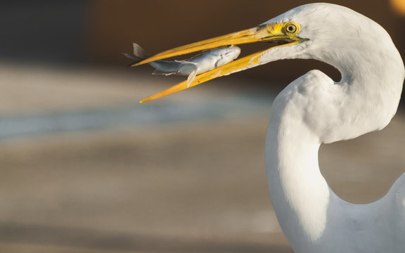 bird, egret, animal, heron, nature, wildlife, beak, feathers, great egret, avian, birds,portrait